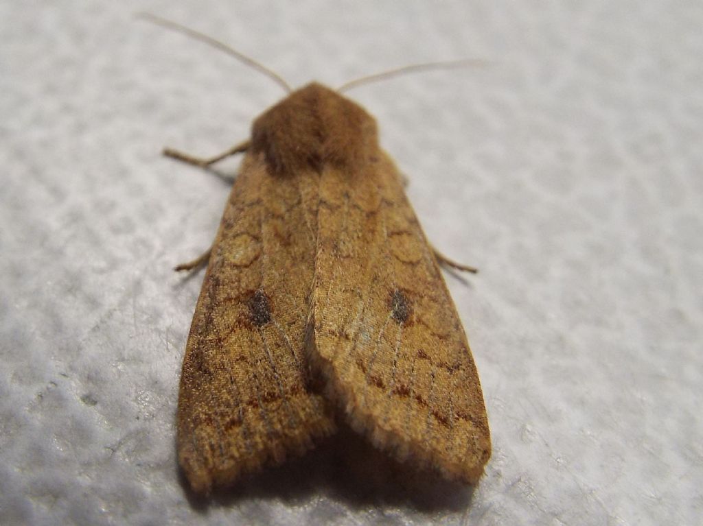 Helicoverpa armigera? No, Agrochola (Sunira) circellaris, Noctuidae