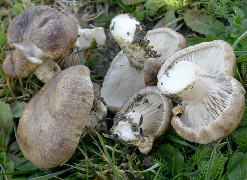 Pleurotus eryngii 22 04 05 , Natura Mediterraneo Forum Naturalistico