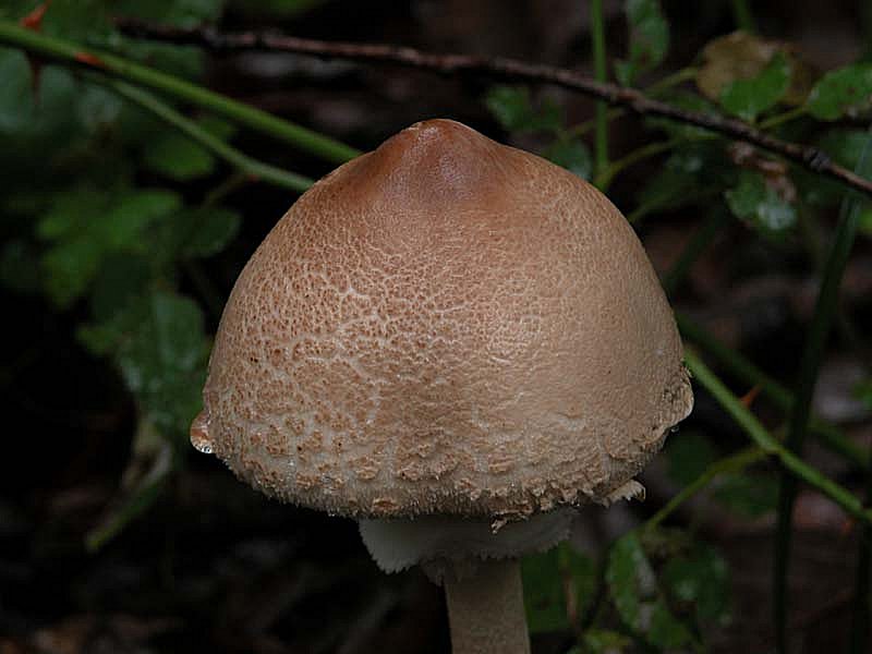 www.naturamediterraneo.com/Public/data/verna/20041121191519_Macrolepiota%20mastoidea%20b.jpg