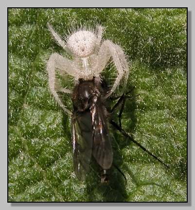 2005928192756_Thomisidae_PCS905-N03-F.jpg