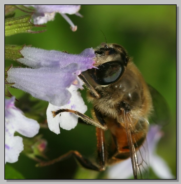 www.naturamediterraneo.com/Public/data2/lynkos/Eristalis_sp_CF2B05-C15-F.jpg_200511313232_Eristalis_sp_CF2B05-C15-F.jpg