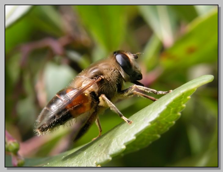 www.naturamediterraneo.com/Public/data2/lynkos/Eristalsis_sp_CFKA05-N09-F.jpg_2005102064827_Eristalsis_sp_CFKA05-N09-F.jpg