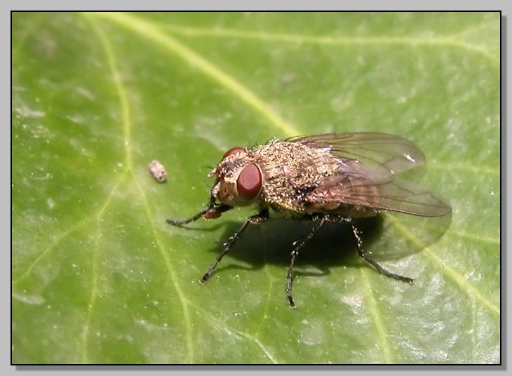 www.naturamediterraneo.com/Public/data2/lynkos/Muscidae%A7_CFKA05-N10-F.jpg_2005102063719_Muscidae%A7_CFKA05-N10-F.jpg