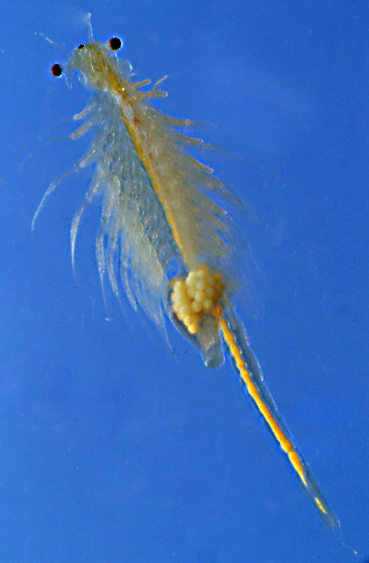 Artemia Salina..(conosciute Anche Come Scimmiette Di Mare) -  Invertebrati - Forum Animali nel Mondo