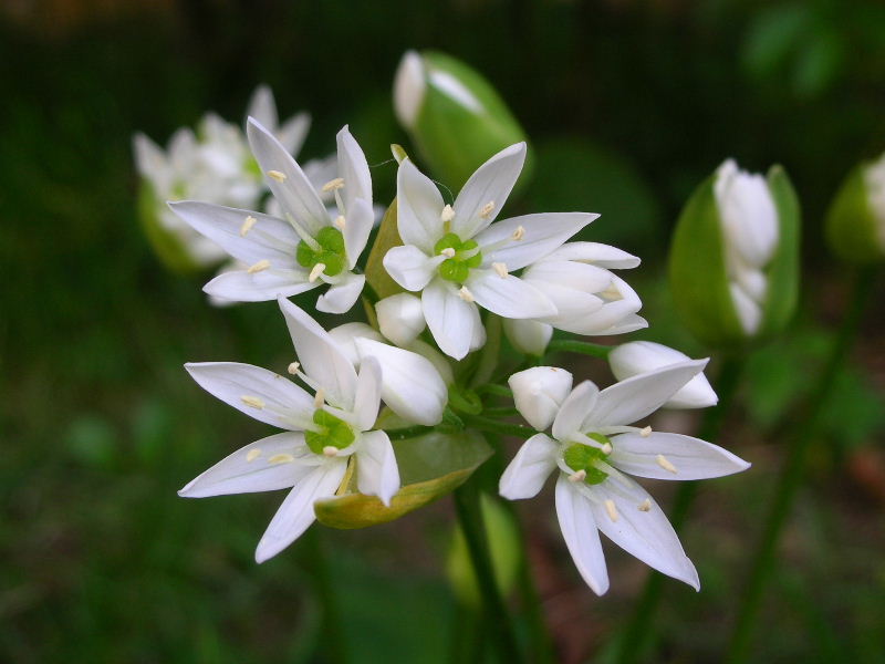 Fiore di Allium ursinum