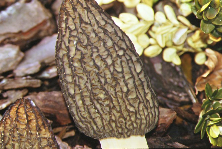 morchella%20conica%20var.deliciosa0008.JPG_2006323164055_morchella%20conica%20var.deliciosa0008.JPG