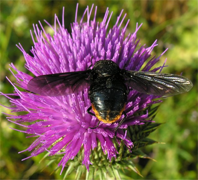 www.naturamediterraneo.com/Public/data4/xxx/dittero.jpg_2006727194033_dittero.jpg