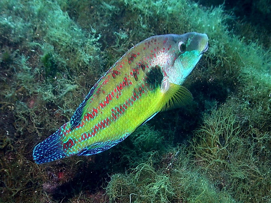 http://www.naturamediterraneo.com/Public/data5/Protesilao/symphodus%20tinca%20e.jpg_2007126122944_symphodus%20tinca%20e.jpg
