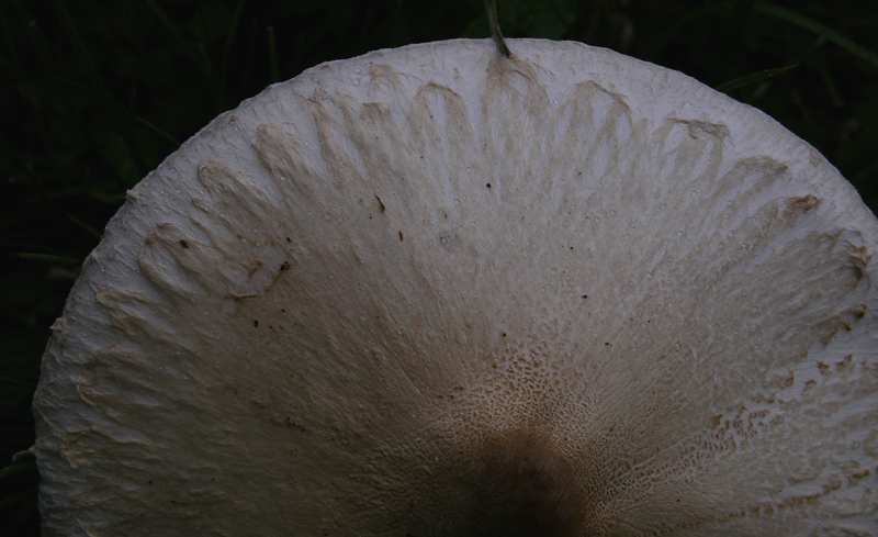 Cogomella d'escates menudes
