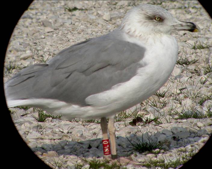 Gabbiano reale (Larus michahellis) a Chioggia