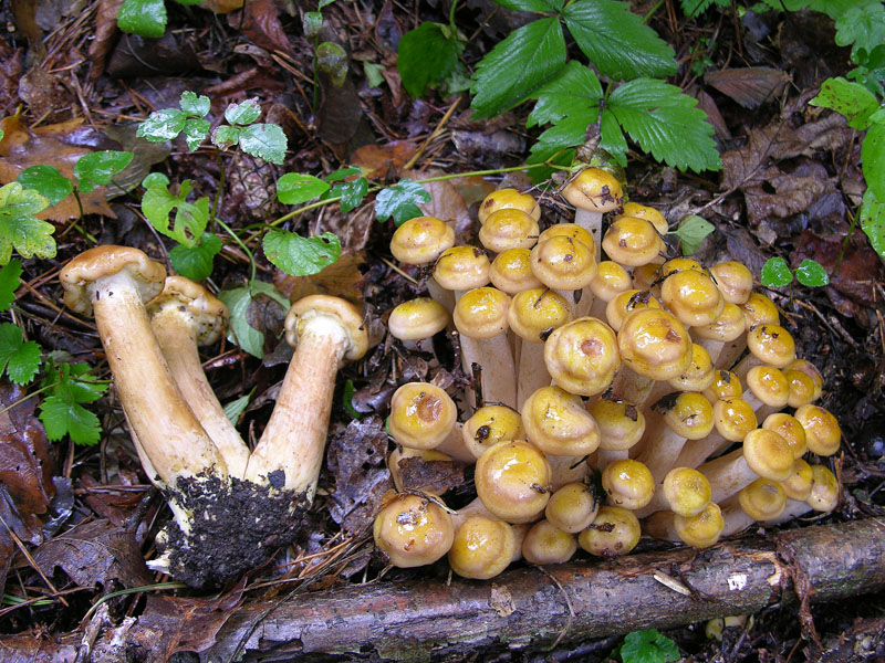 Armillaria%20mellea2.jpg_200792918310_Armillaria%20mellea2.jpg