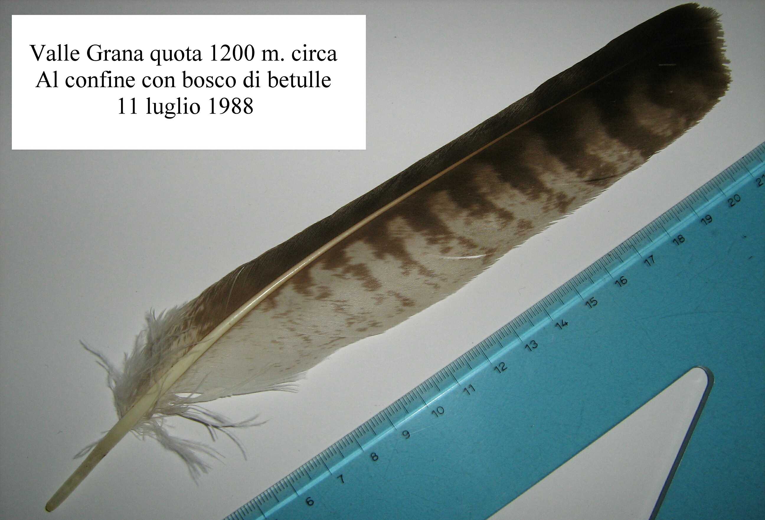 omaggio