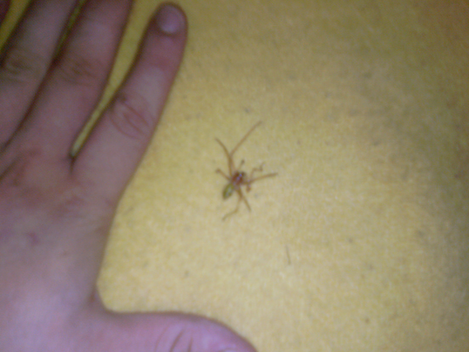Cheiracanthium Punctorium