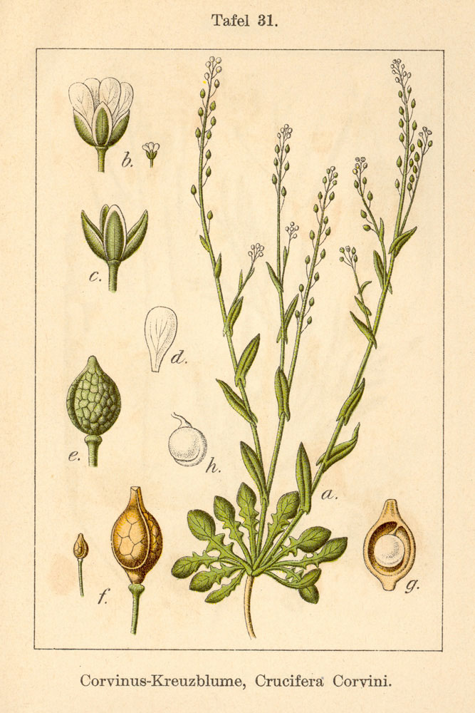 stampe botaniche antiche stampe botaniche antiche