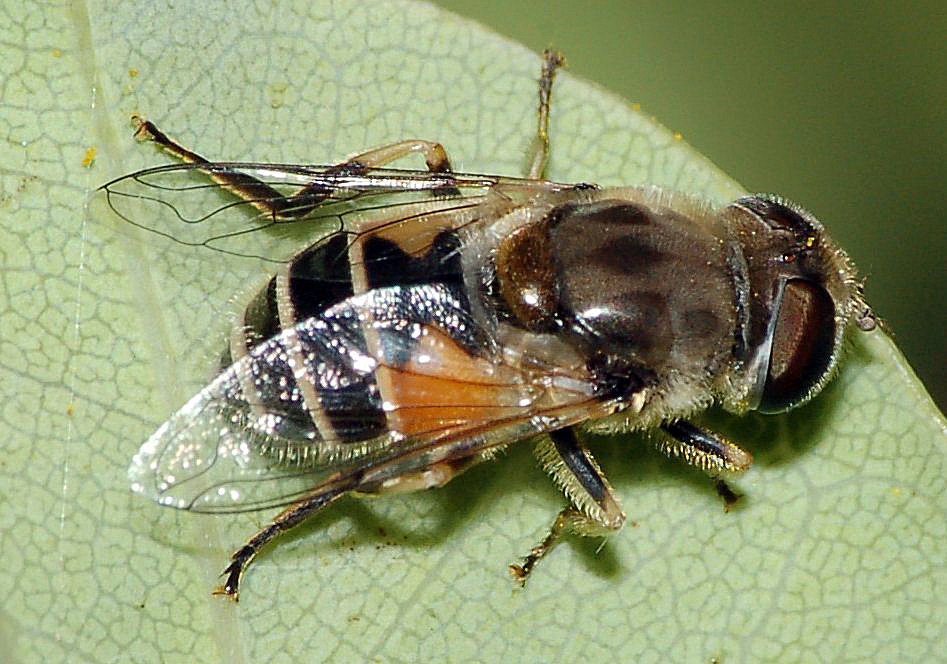 www.naturamediterraneo.com/Public/data7/diplodus/DSC_1140CROP.jpg_2010625235423_DSC_1140CROP.jpg