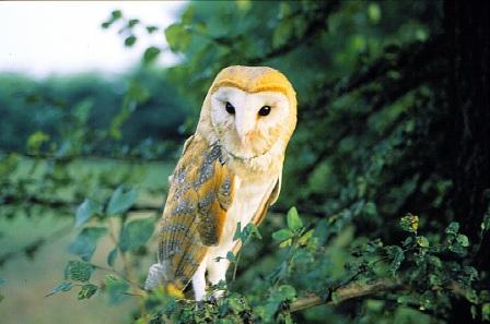 Anche I Barbagianni Hanno Un Cervello Natura Mediterraneo Forum Naturalistico