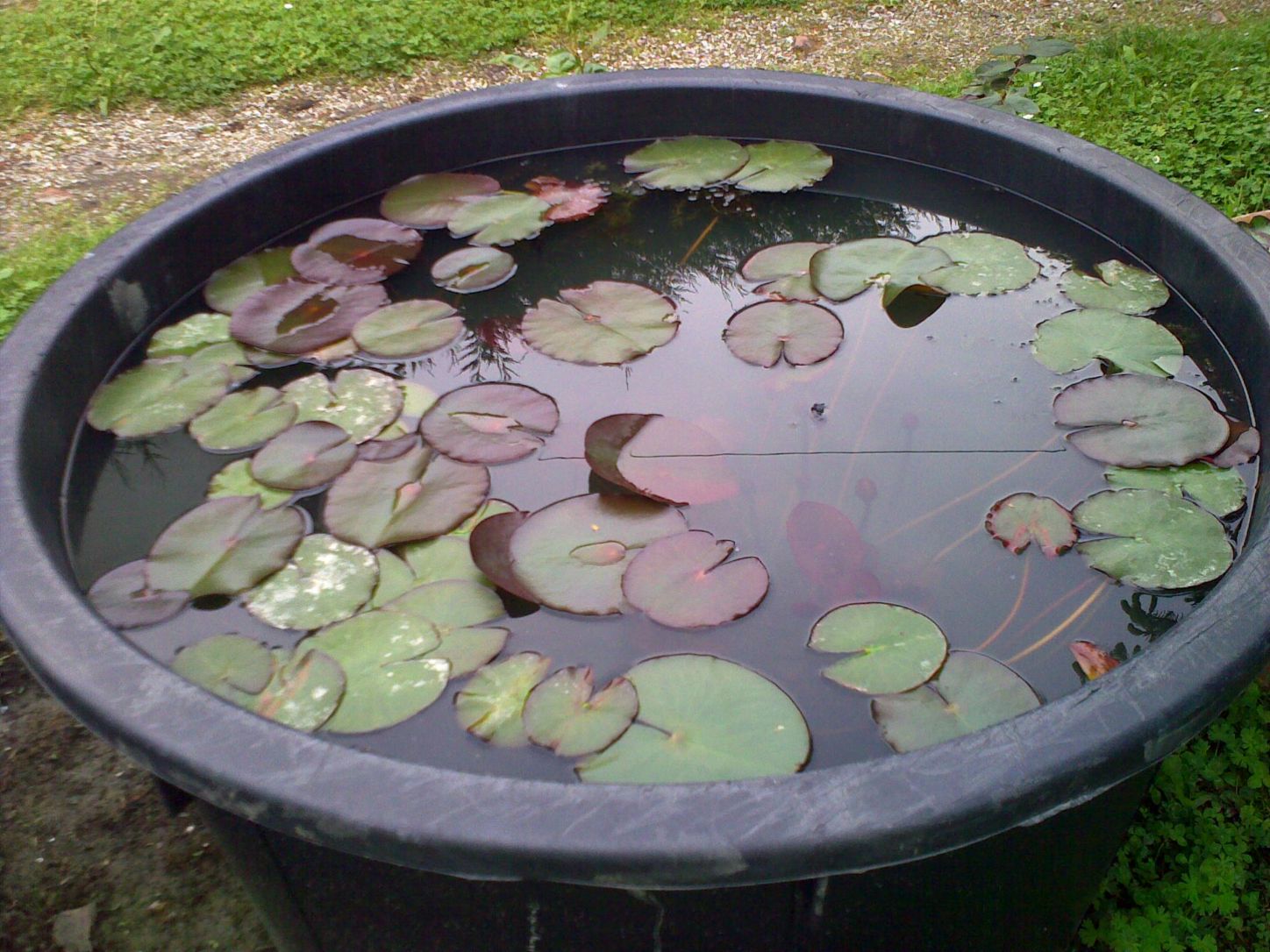 Laghetti artificiali per anfibi , forum natura mediterraneo ... Giardino disegno Laghetto