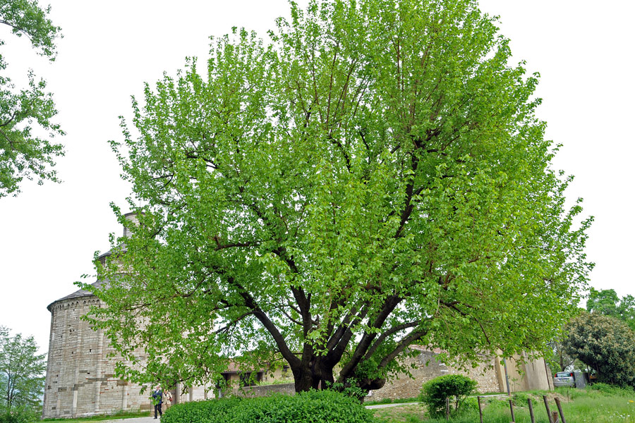 Il gelso di San Tomè , Forum Natura Mediterraneo Forum Naturalistico