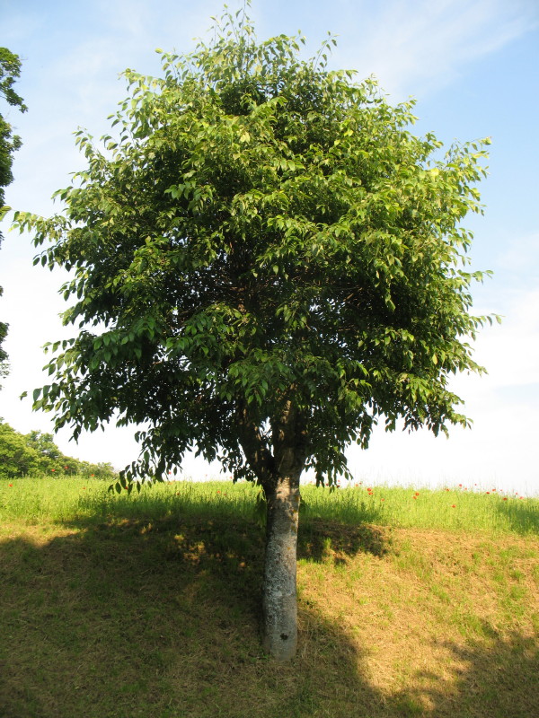 Celtis australis / Bagolaro comune , Forum Natura Mediterraneo Forum