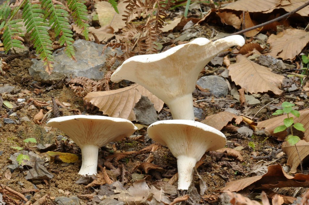 Leucopaxillus candidus  Natura Mediterraneo Forum Naturalistico