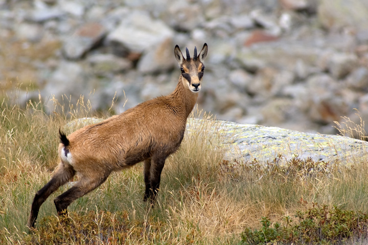 Ram For Sale >> Camoscio alpino , Forum Natura Mediterraneo | Forum ... Ram For Sale >> Camoscio alpino , Forum Natura Mediterraneo | Forum ...