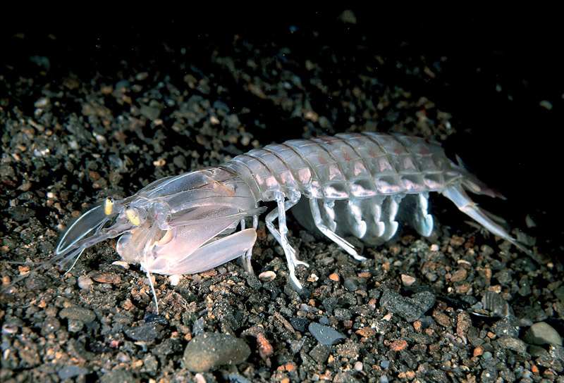 Resultado de imagem para camarão squilla mantis
