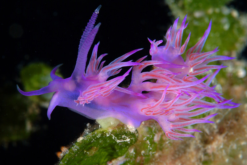 flabellina affinis