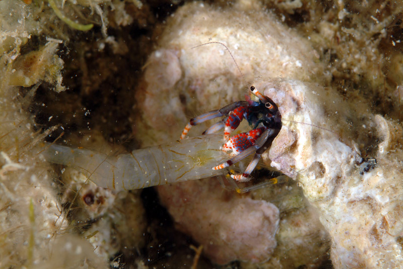 Calcinus tubularis , Forum Natura Mediterraneo | Forum Naturalistico