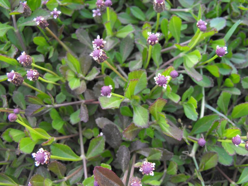 Phyla nodiflora (=Lippia nodiflora) / Erba luigia minore , Forum Natura