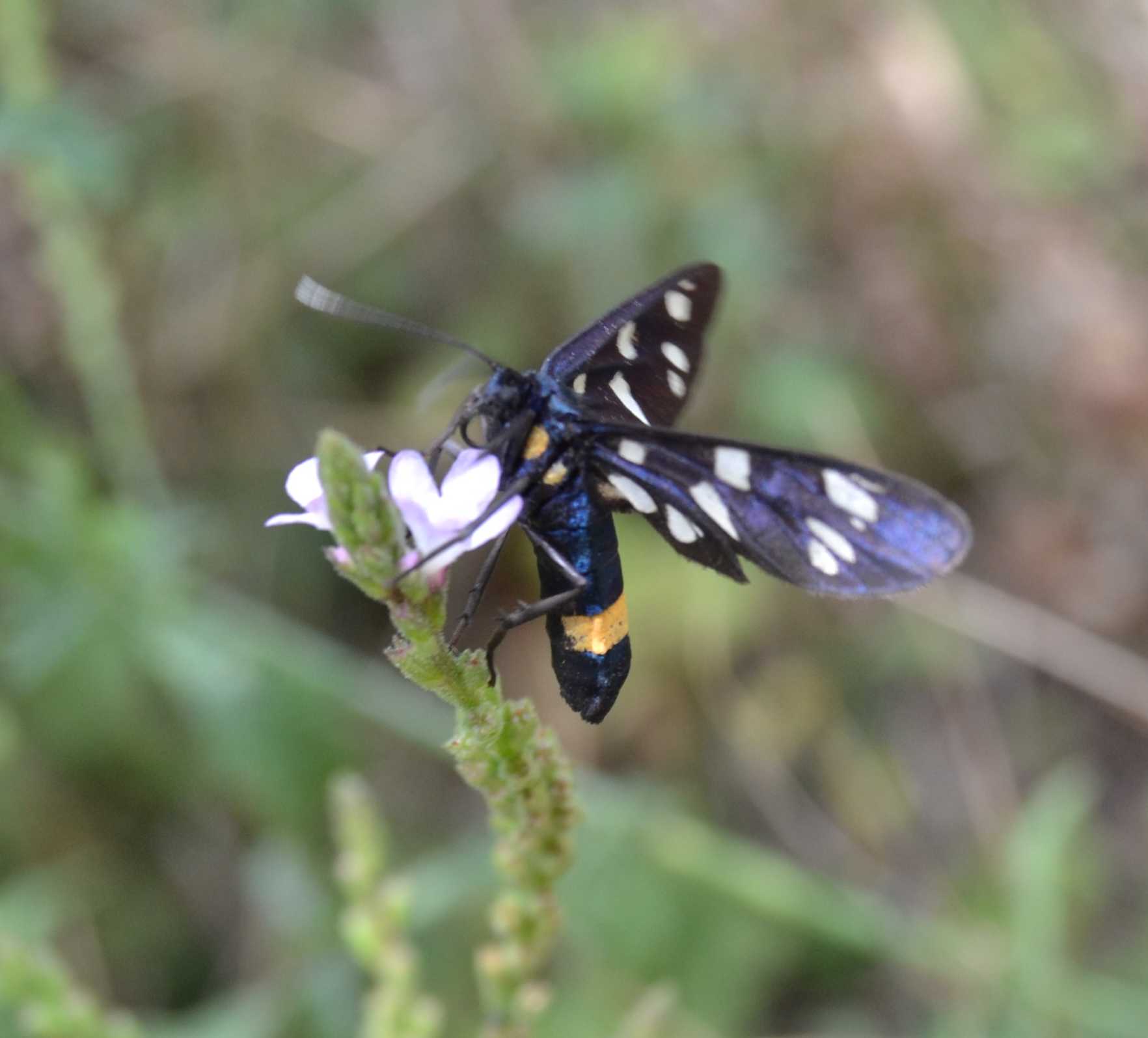 Mimetismo Batesiano , Natura Mediterraneo Forum Naturalistico