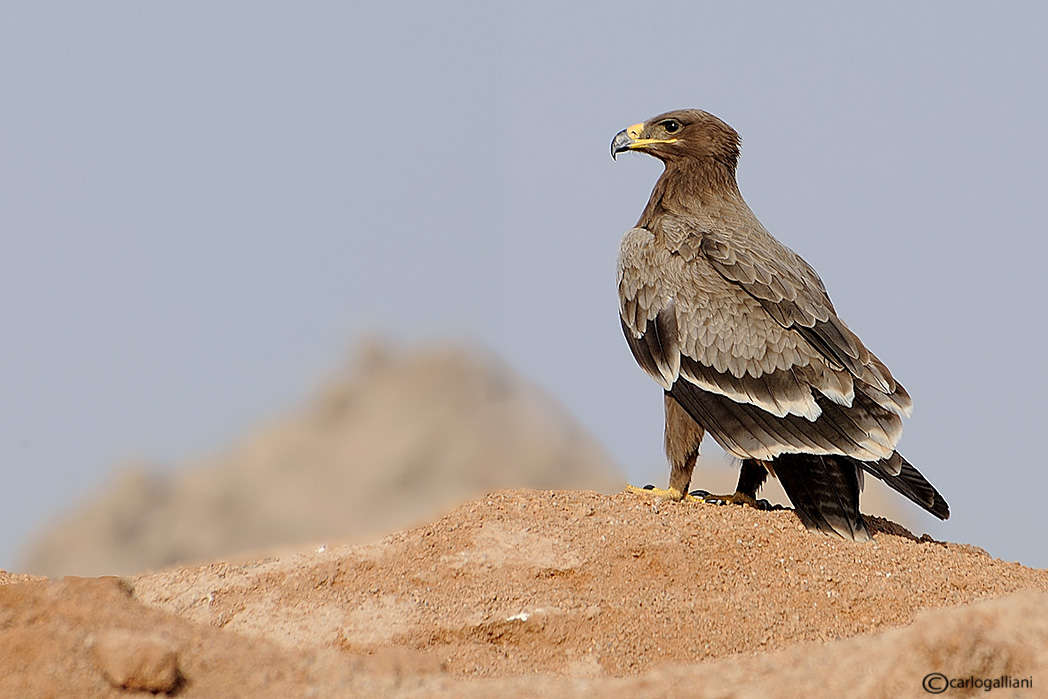 Rapace Diurno Di Colore Bruno Rossiccio