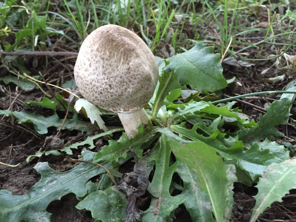 Ekzoderit i prezzi in Nikolaev