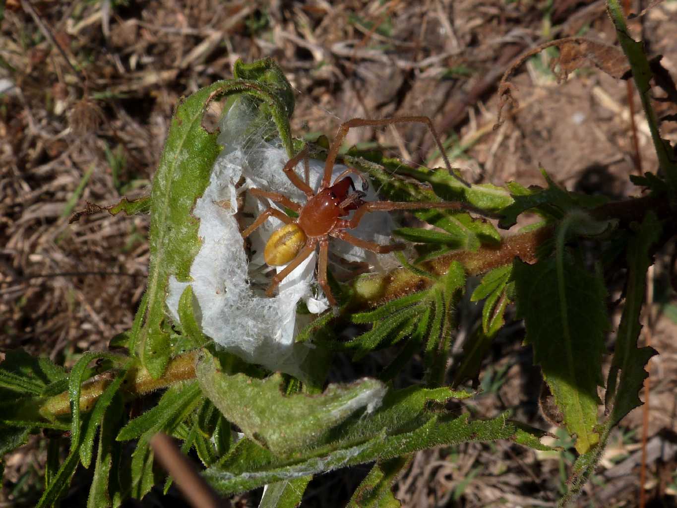 cheiracanthium maschio esce 2.JPG_2013825151458_cheiracanthium maschio esce 2.JPG
