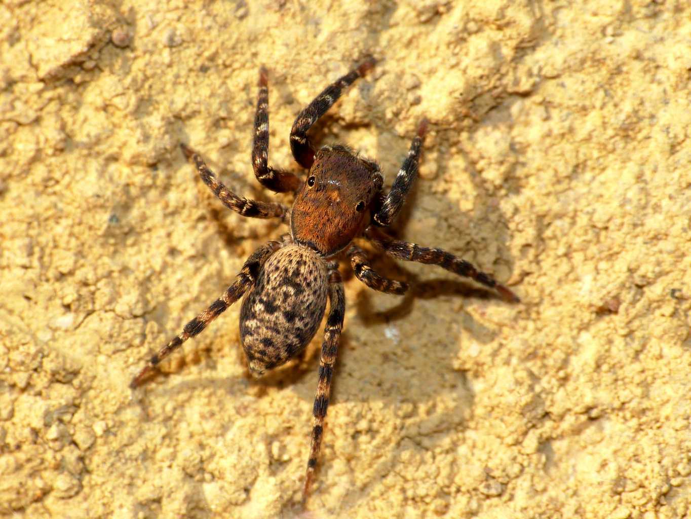 cyrba 1.JPG_20121117165424_cyrba 1.JPG
