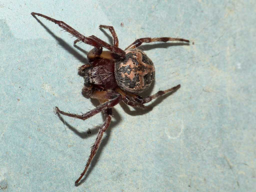 larinioides fronte.JPG_201334224145_larinioides fronte.JPG