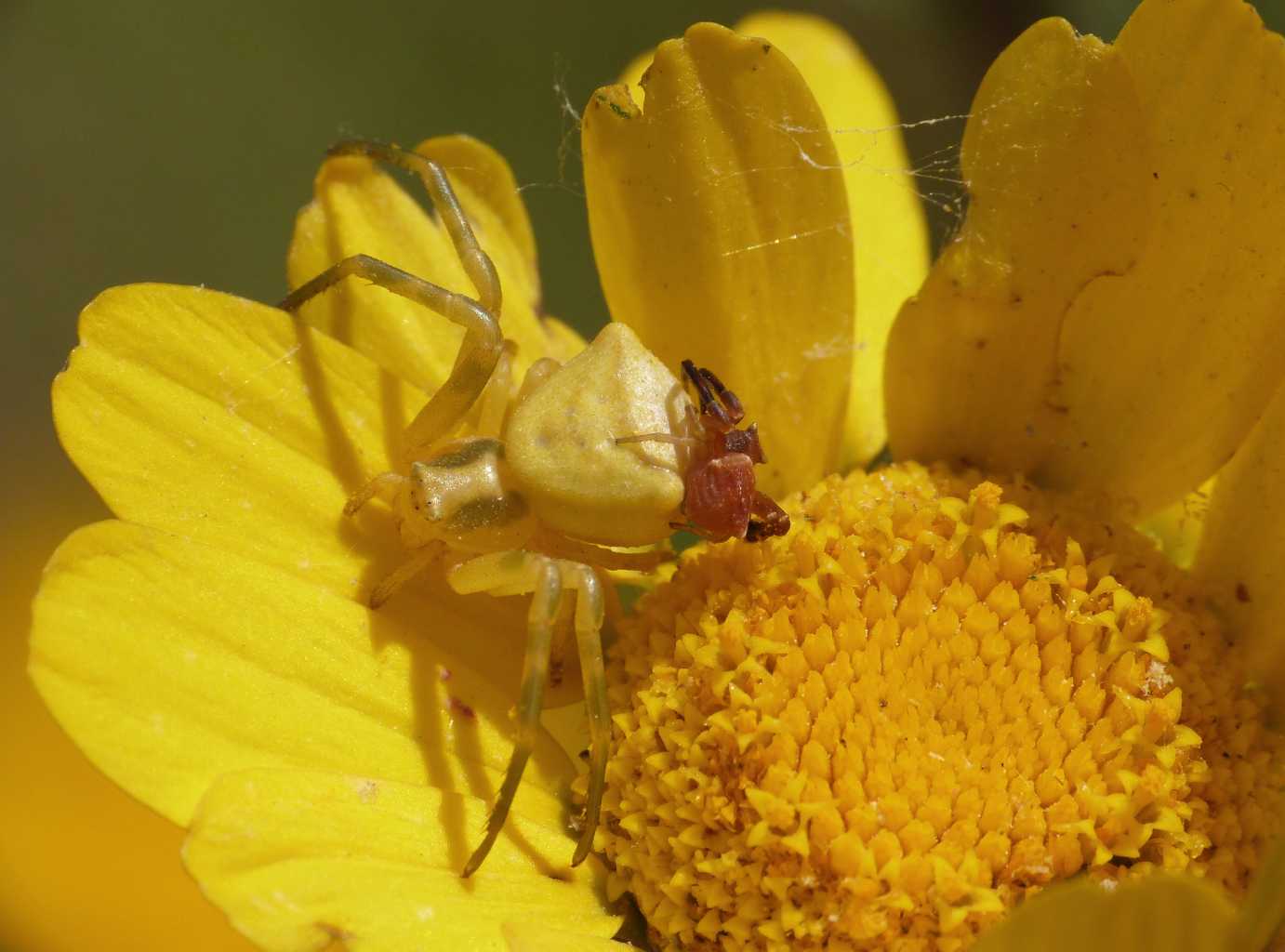 thomisus coppia 2.JPG_201351922032_thomisus coppia 2.JPG