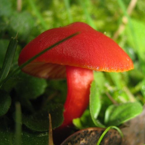 Fungo Rosso Madonie Sicilia Quota M1200 Natura Mediterraneo Forum Naturalistico