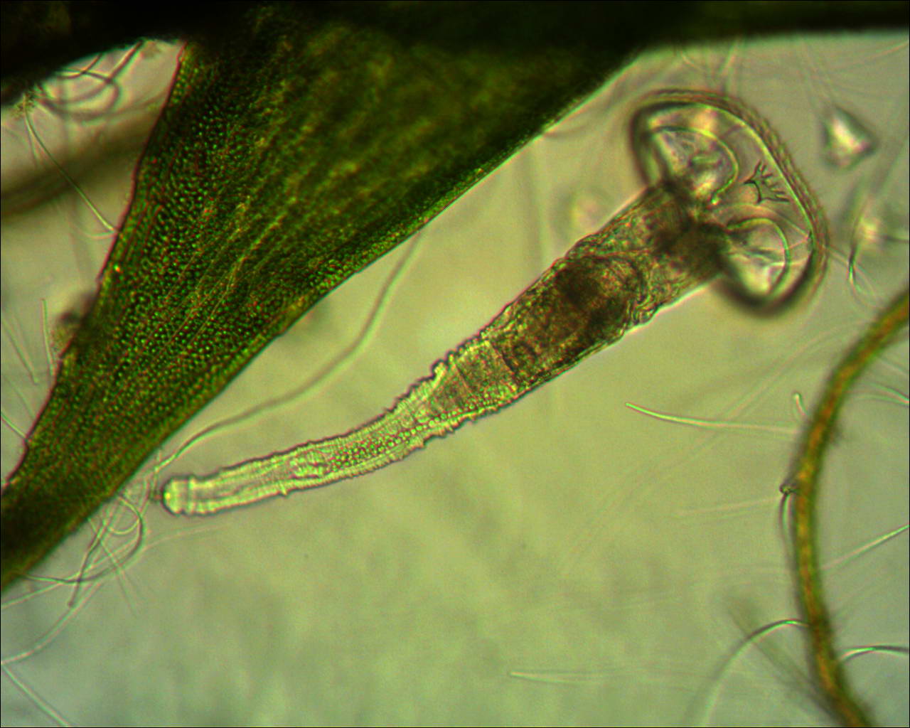 Microscopy forum MicrobeHunter Microscopy Magazine MicrobeHunter