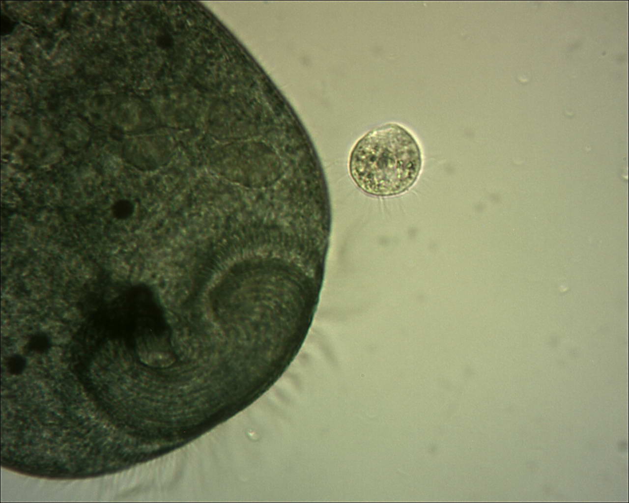 Microscopy forum MicrobeHunter Microscopy Magazine MicrobeHunter