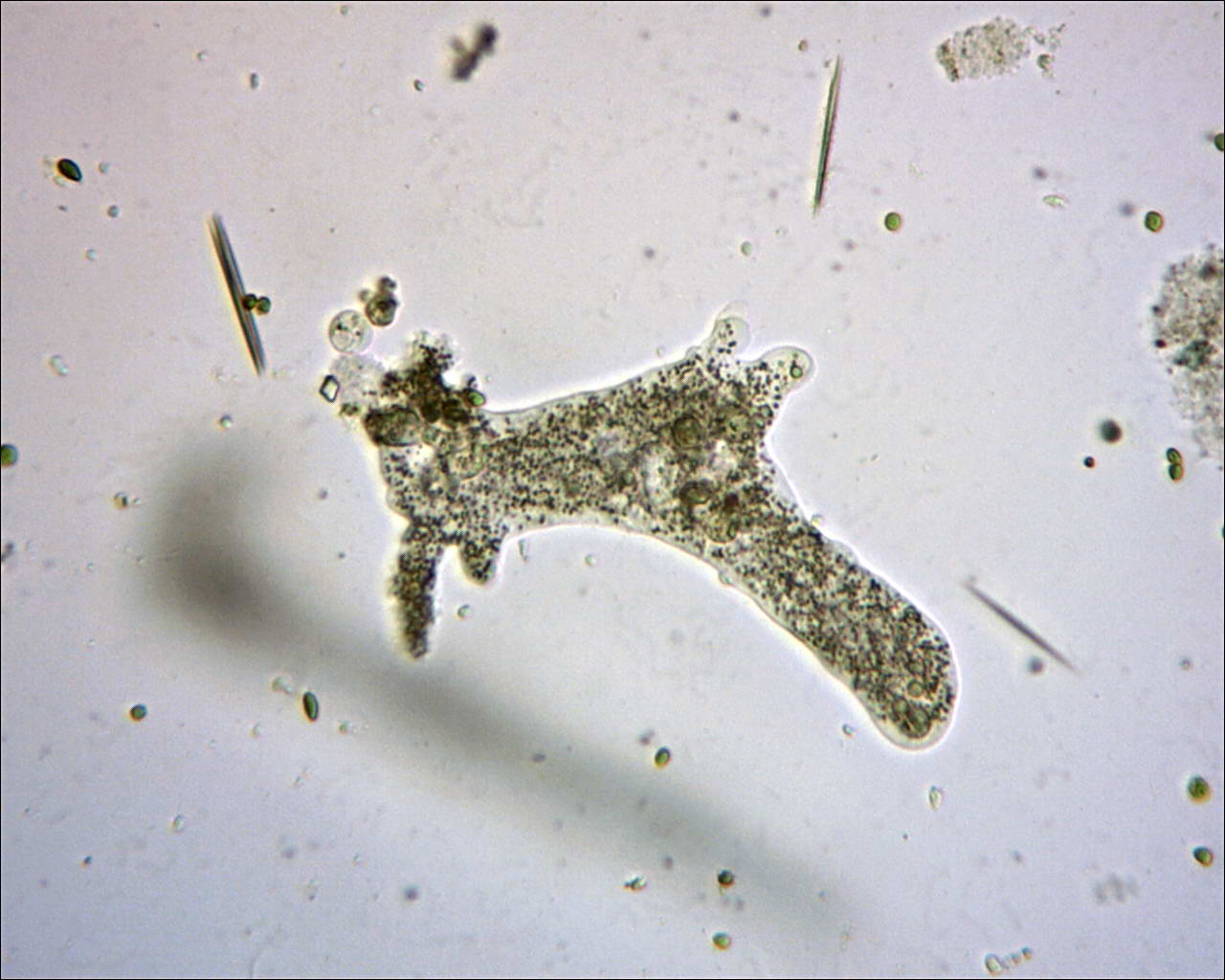 Microscopy forum MicrobeHunter Microscopy Magazine MicrobeHunter