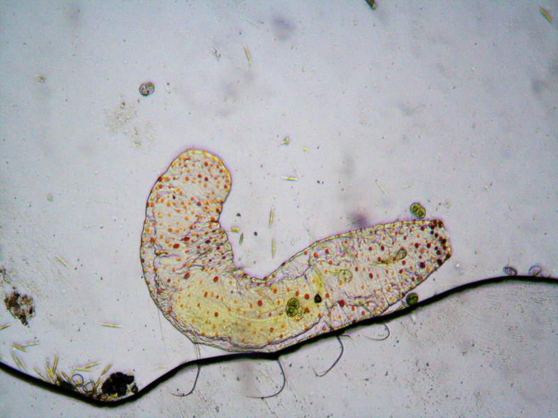 Microscopy forum MicrobeHunter Microscopy Magazine MicrobeHunter