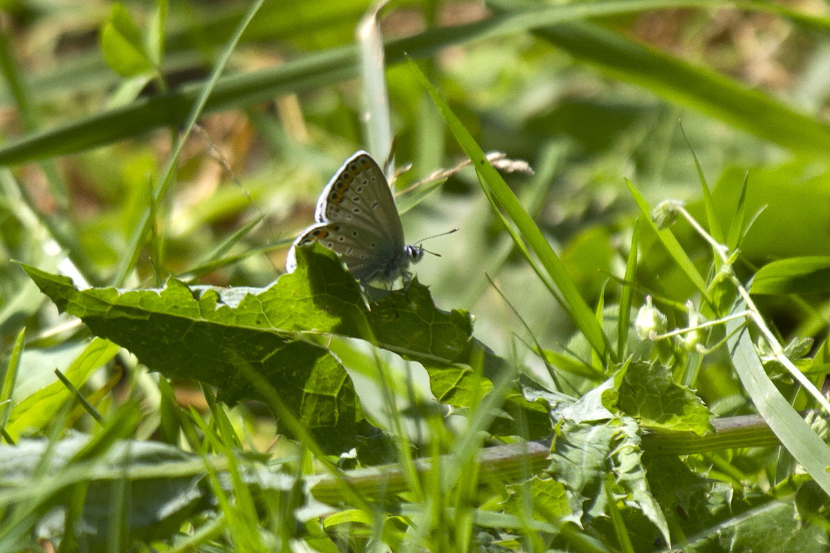 lycaena sp verona forum natura mediterraneo forum naturalistico lycaena sp verona forum natura mediterraneo forum naturalistico