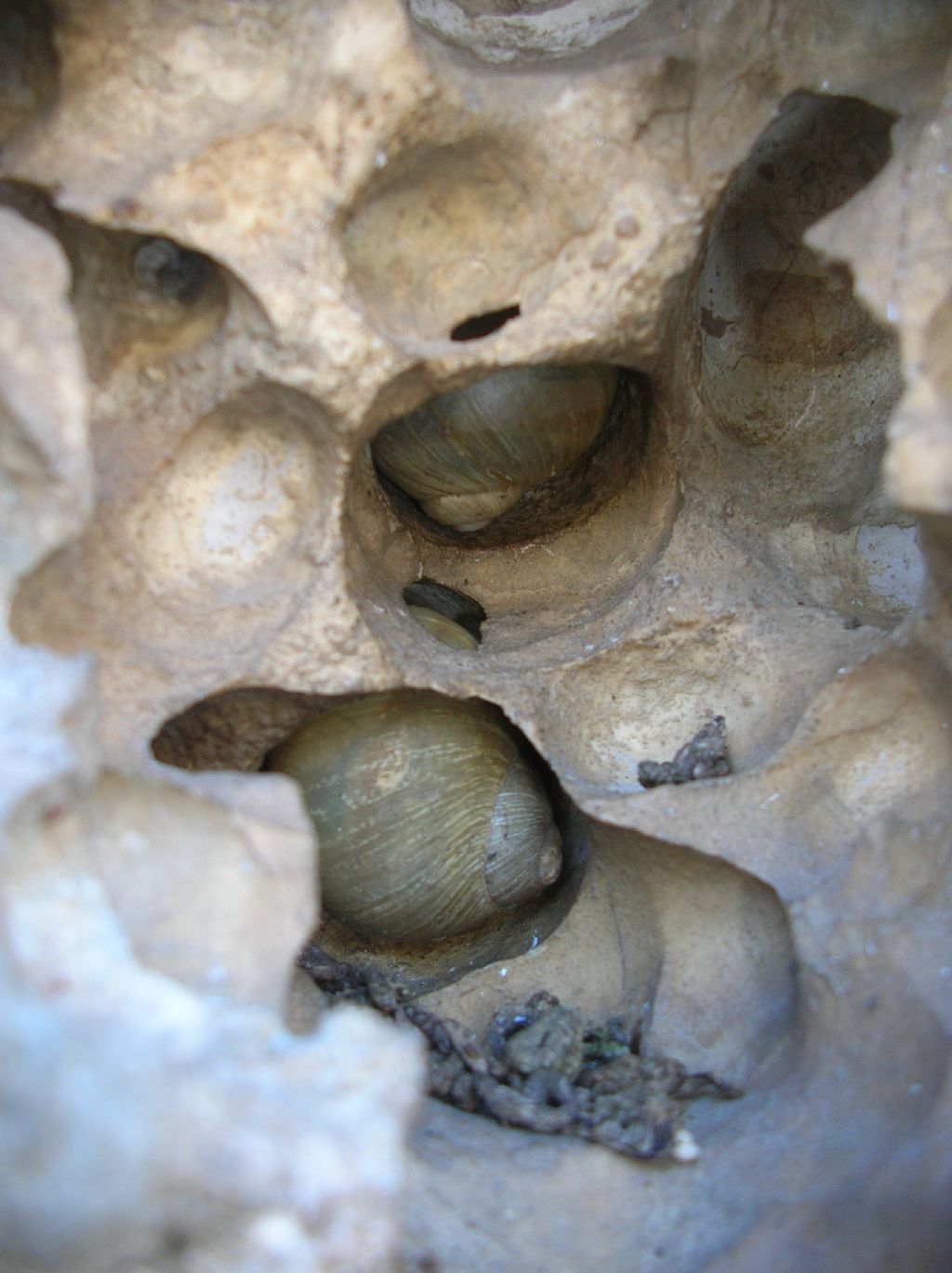 Erctella insolida (Monterosato 1892)