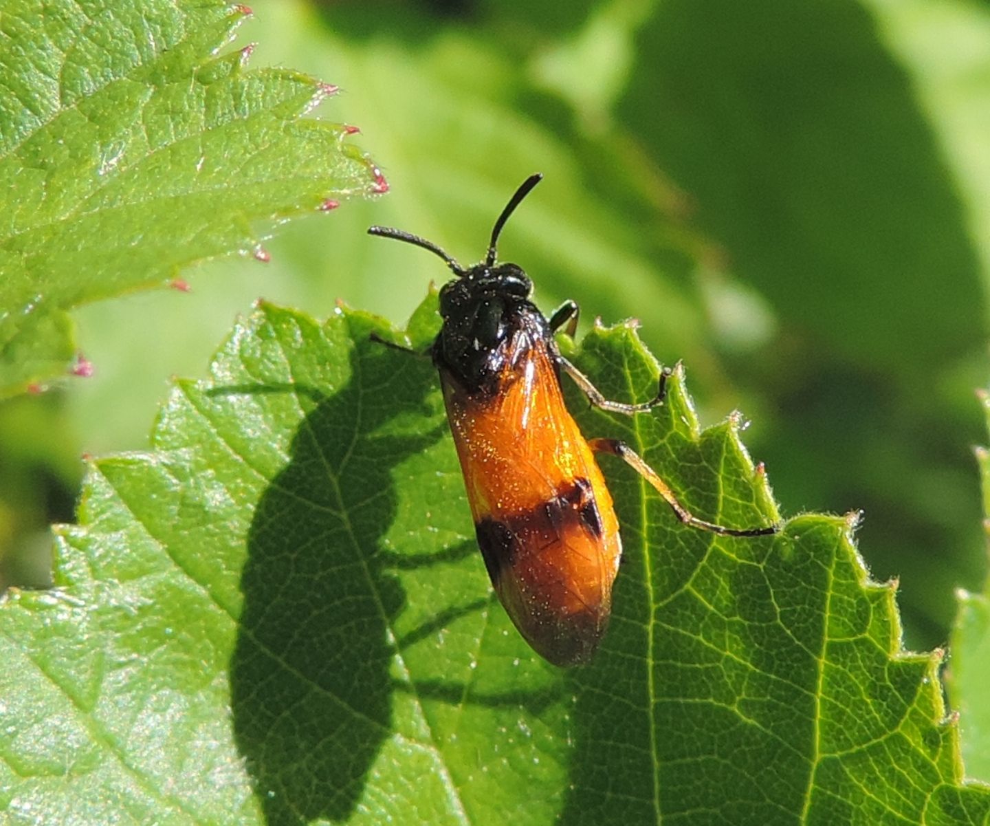 Argidae Hymenoptera Tassonomia Argidae Hymenoptera Natura Mediterraneo