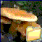 FUNGHI DA DETERMINARE
