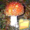 FUNGHI VELENOSI
