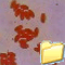 FUNGHI E MICROSCOPIA