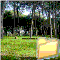 ALBERI