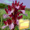 ORCHIDEE DEL MEDITERRANEO