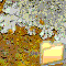 LICHENI